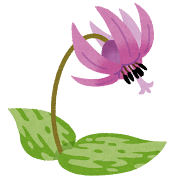 カタクリの花のイラスト