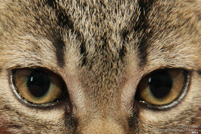 Felino - Olhos de Gata-http://fotosefactos.blogspot.com