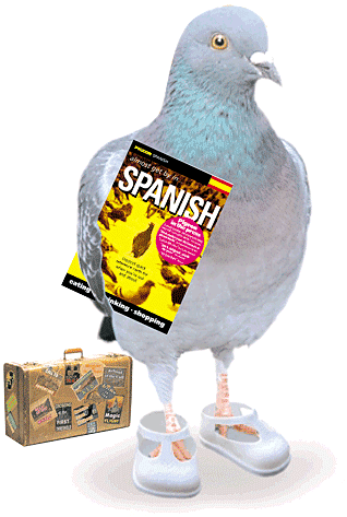 Student Pigeon