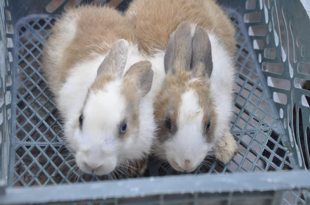 rabbits care and feeding
