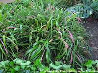 Billbergia nutans
