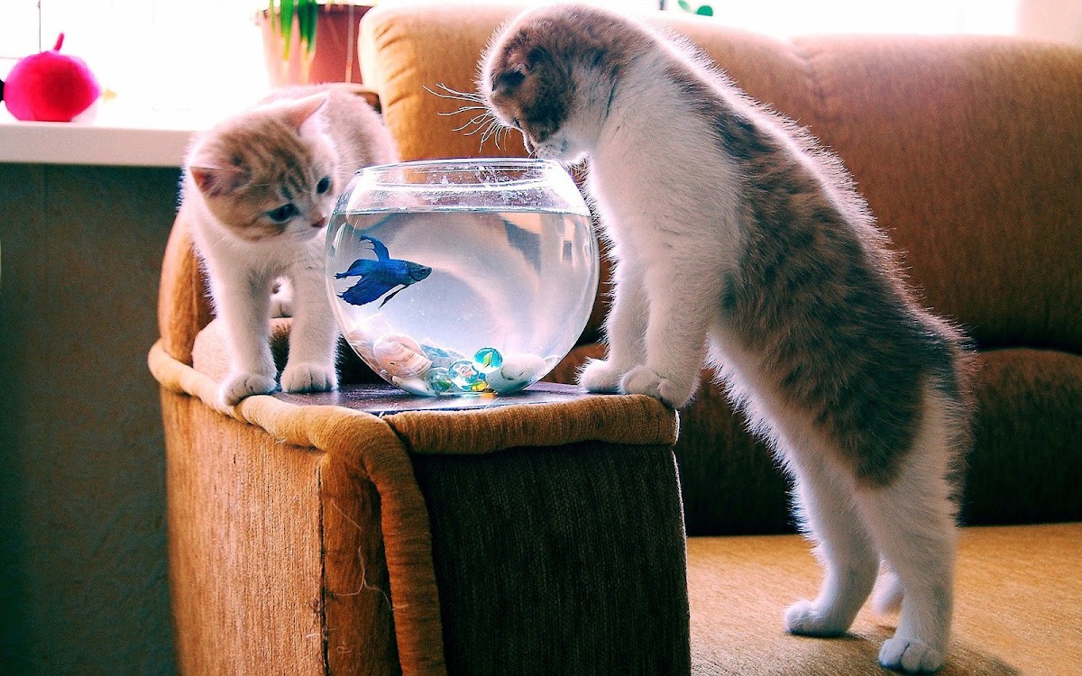 Cats with Fish