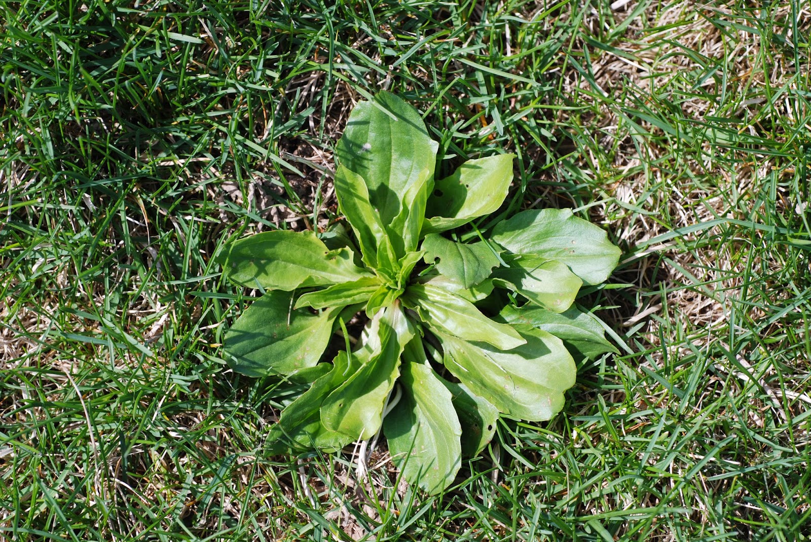 Purdue Turf Tips Weed of the month for September 2014 is Broadleaf