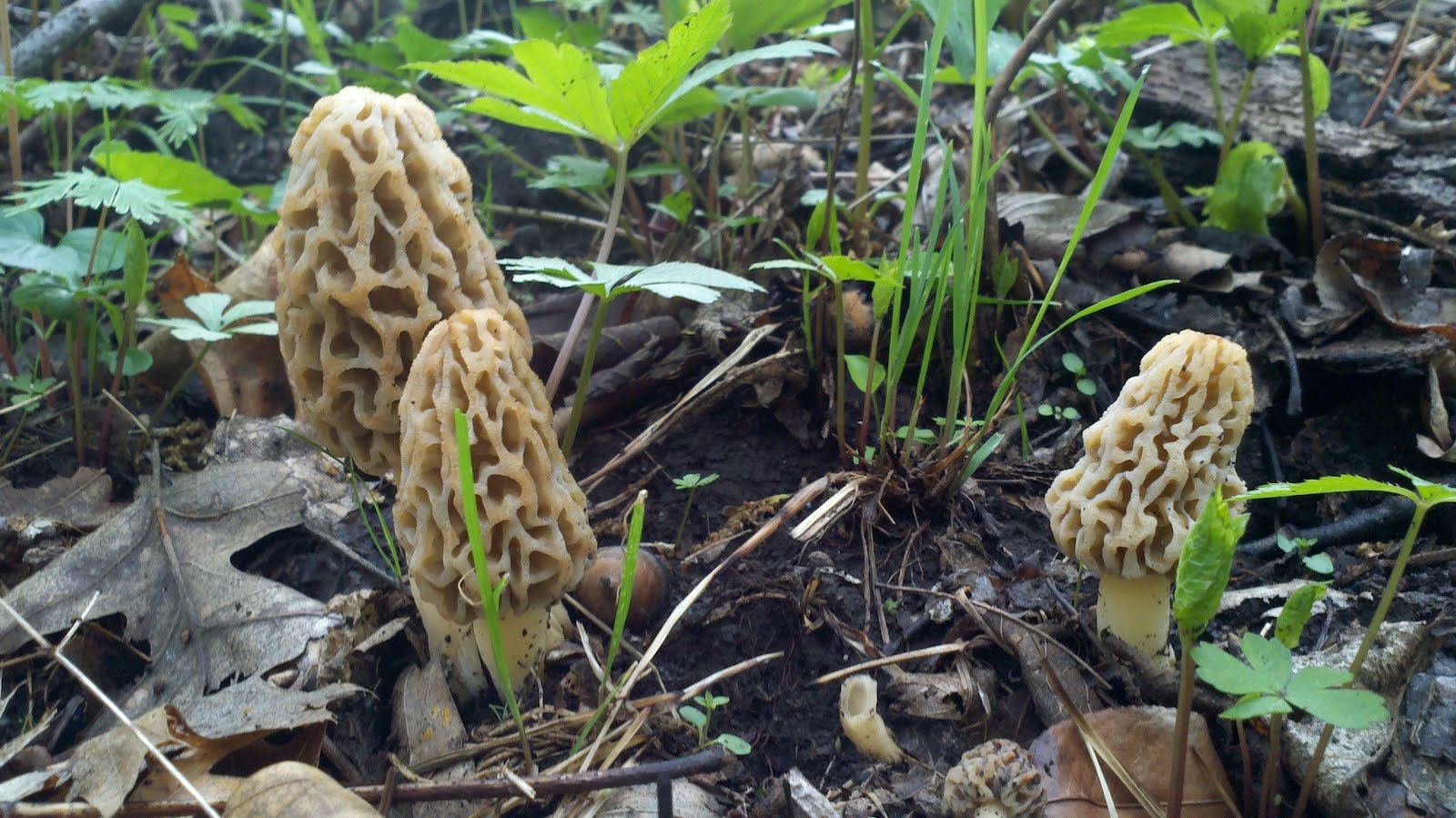 Mid Missouri Morels and Mushrooms