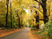 Wallpaper de una linda carretera y a la orilla arboles en la época de otoño. bella carretera en la temporada de otoã±o