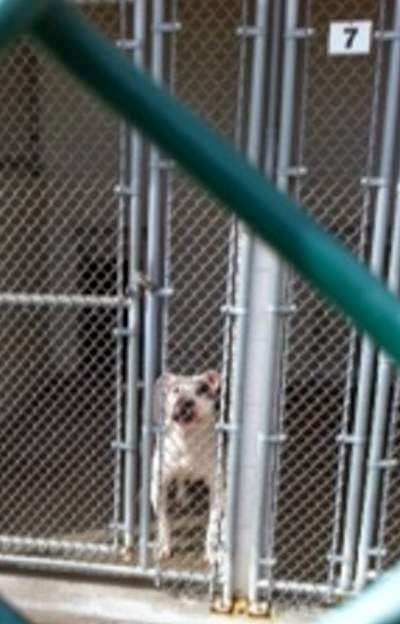 waterbury pound lizardmarsh waterbury ct urgent hearing impaired in a high kill shelter needs waterbury pound lizardmarsh waterbury ct urgent hearing impaired in a high kill shelter needs
