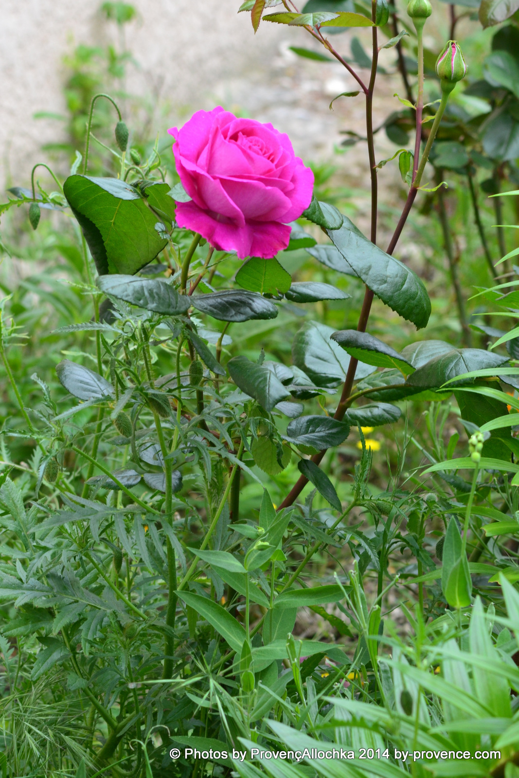 Rose Chartreuse de Parma patio,rose
