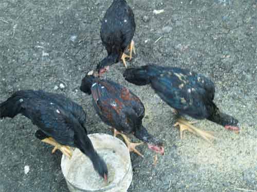 Cara pemeliharaan ayam kampung | Tips cara memelihara ayam