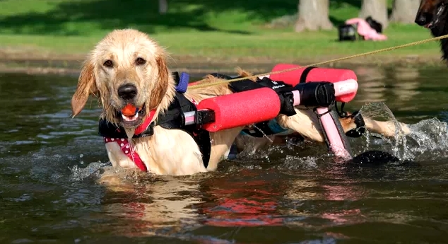 golden retriever wheelchair golden retriever wheelchair wheelchair stock photos wheelchair stock golden retriever wheelchair golden retriever wheelchair wheelchair stock photos wheelchair stock
