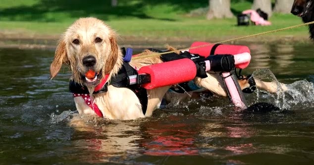 retrieve a golden of minnesota white wolf golden retriever with disabilities swims with retrieve a golden of minnesota white wolf golden retriever with disabilities swims with