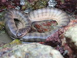 Hook-nosed Sea Snake (Enhydrina schistosa)