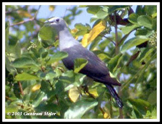burung timor fauna NTT
