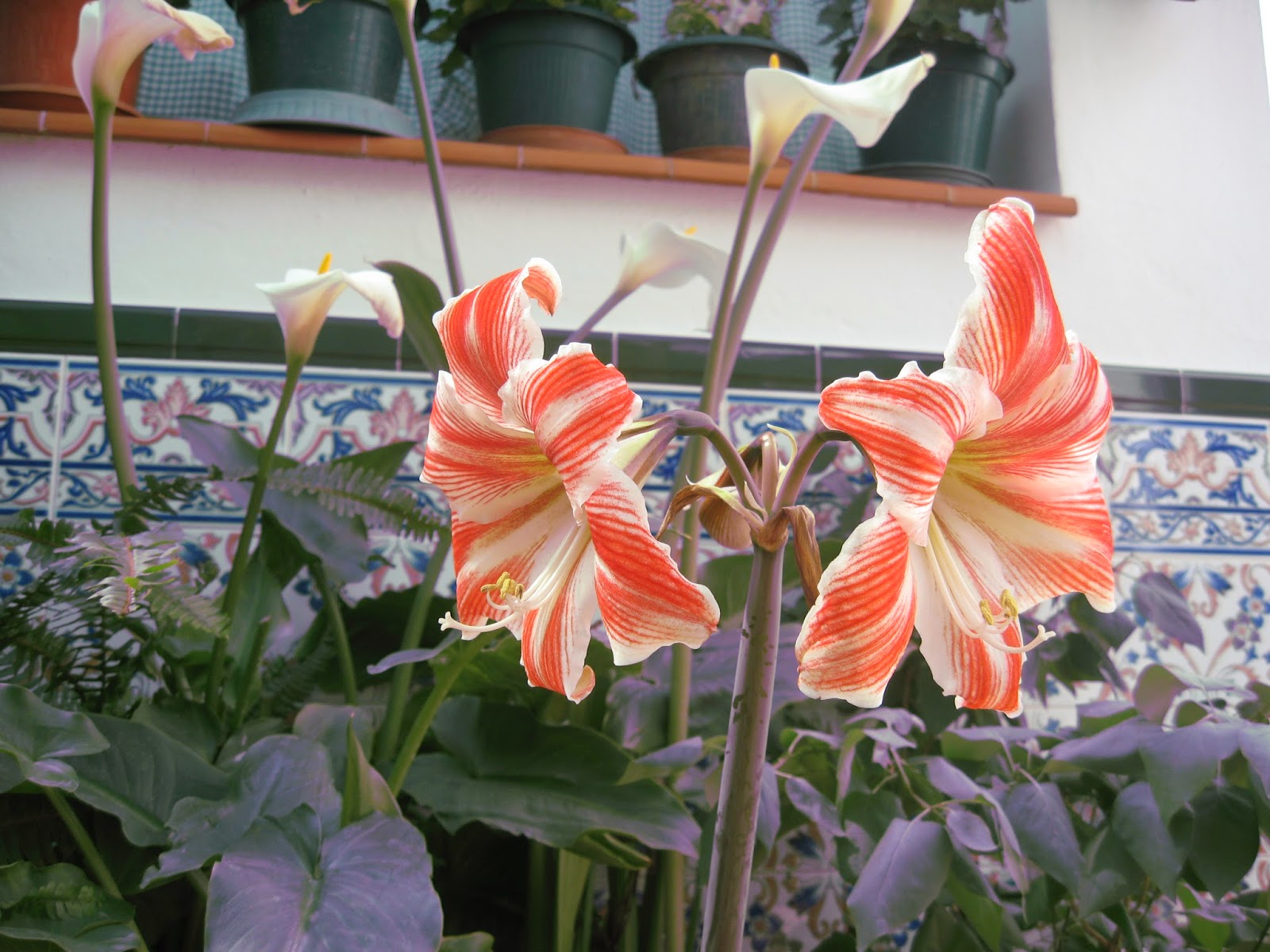 MIS FLORES: GERANIO CORDOBÉS LA SUEGRA Y LA NUERA