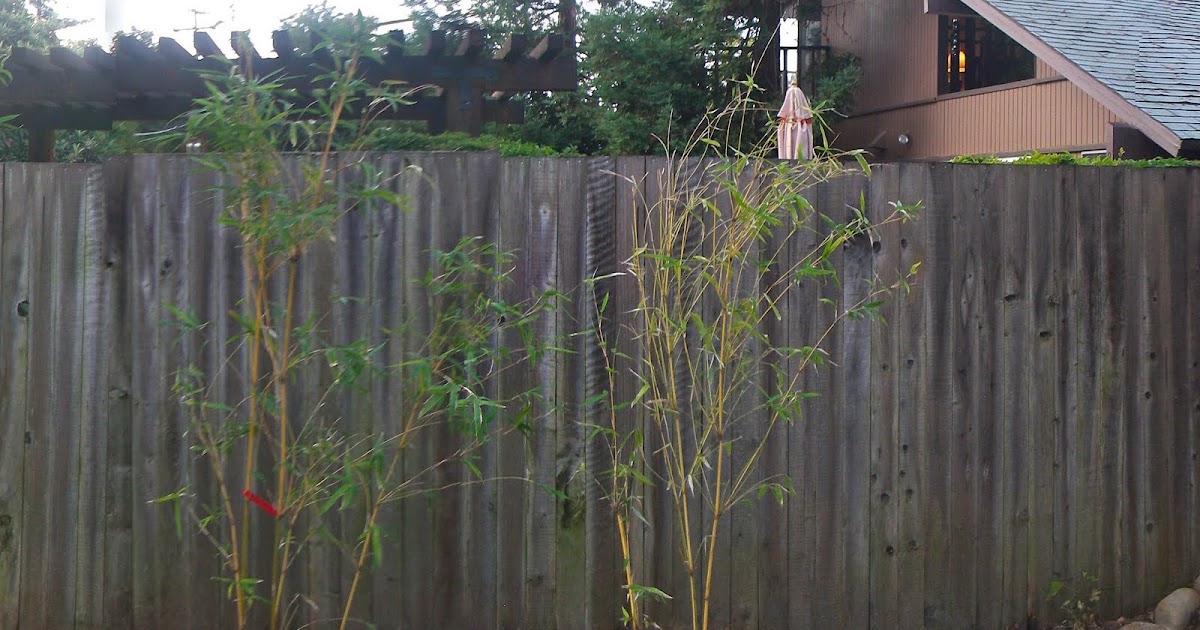 Bamboo Geek How fast will my bamboo grow? Photos over time of a