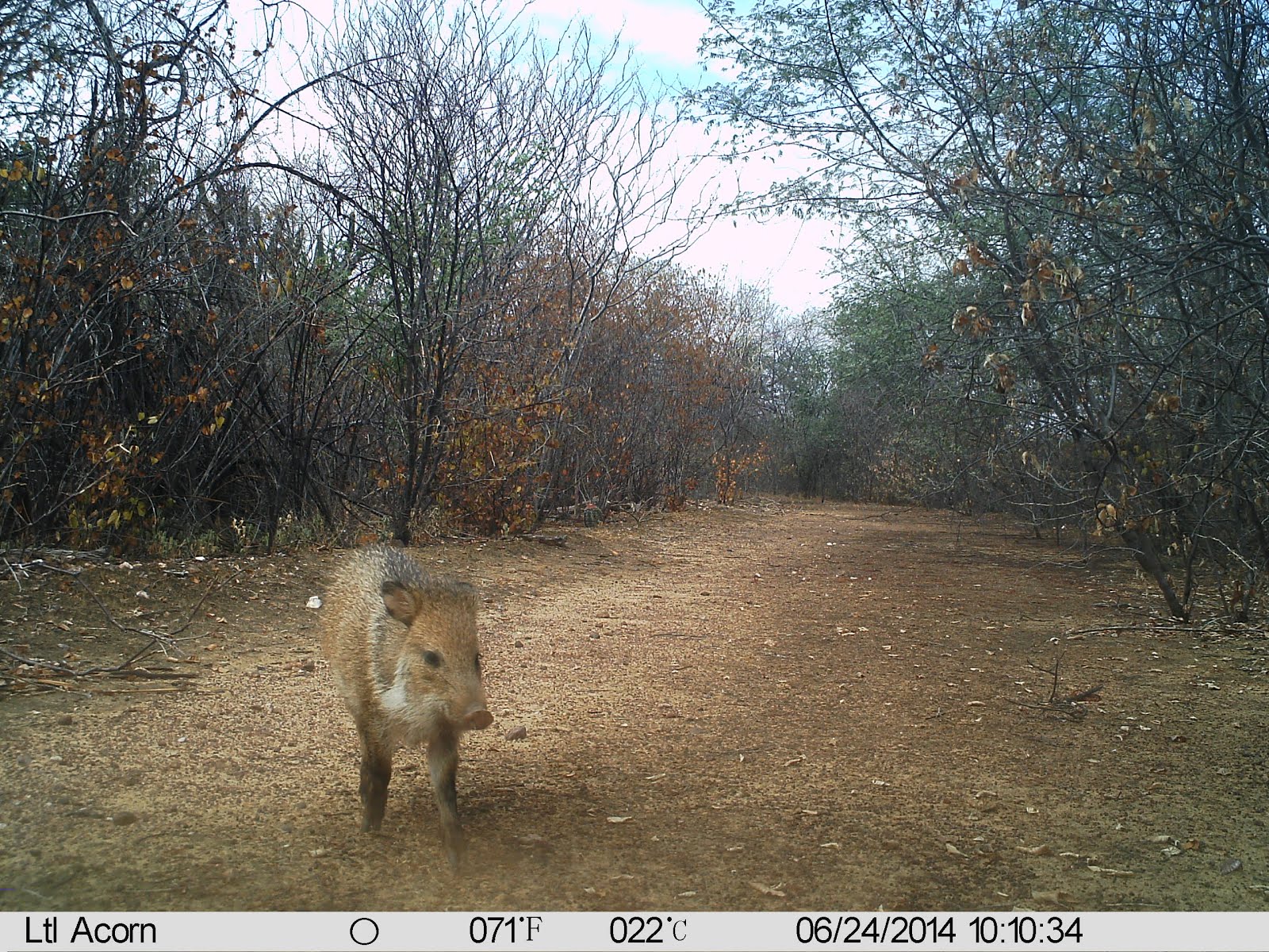 Um pequeno caititu na caatinga