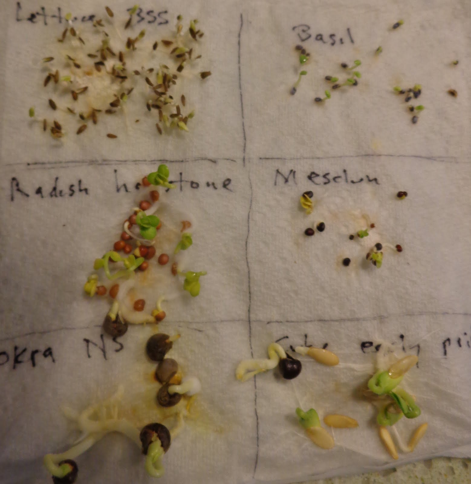 allelopathy affects germination of radish seeds Results of alfalfa-leaf extract treatment on rye and 7 and radish seed germination • describe the observable effects of allelopathy on seed germination. allelopathy affects germination of radish seeds Results of alfalfa-leaf extract treatment on rye and 7 and radish seed germination • describe the observable effects of allelopathy on seed germination.