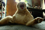 śmieszne zdjęcia koty smieszne zdjecia koty 