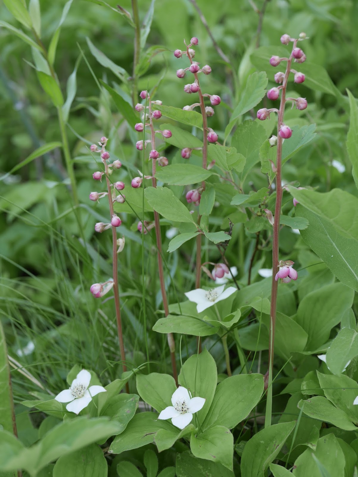 Wildflowers in Northern British Columbia Backwoods Mama