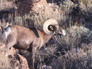 Bob+Rice+AZ+Unit+15D+Desert+Sheep+Hunt+with+Colburn+and+Scott+Outfitters+and+Guide+Russ+Jacoby+1.JPG