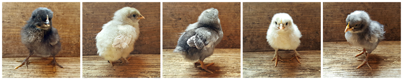 How do sex chickens