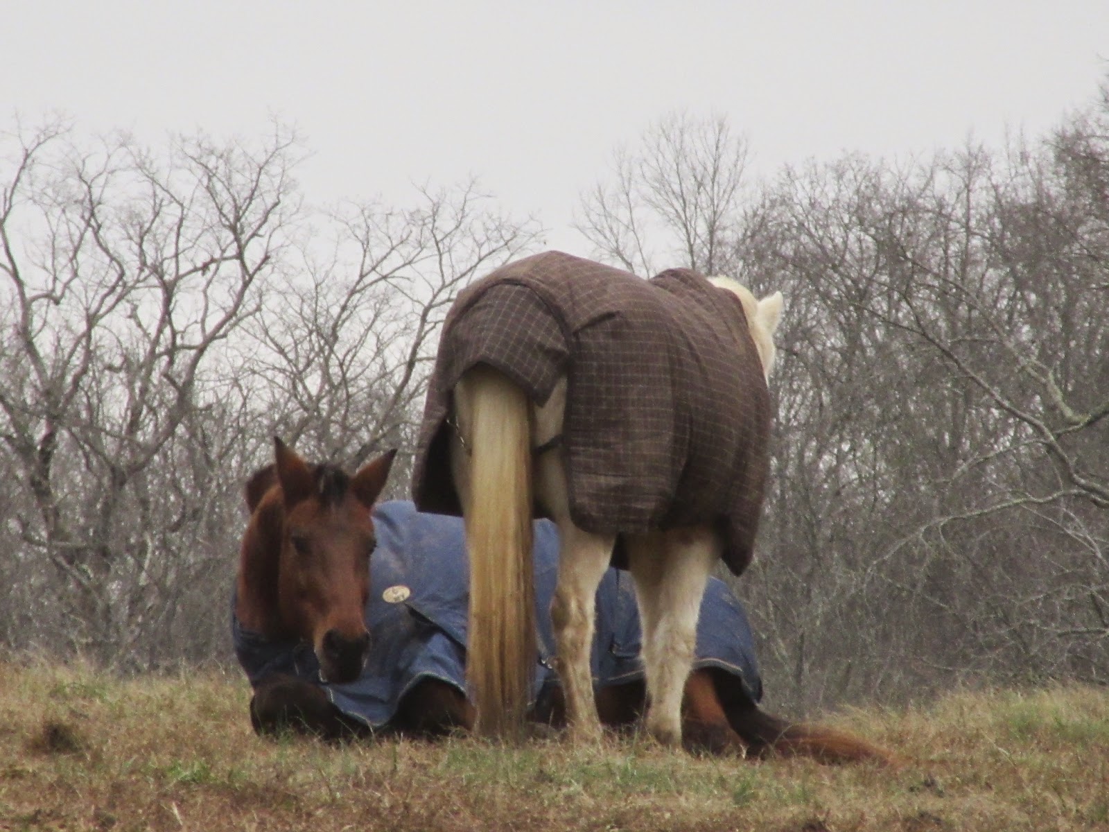 Paradigm Farms Horse Retirement Pee Wee, Water Issues, Vet Visits Part II