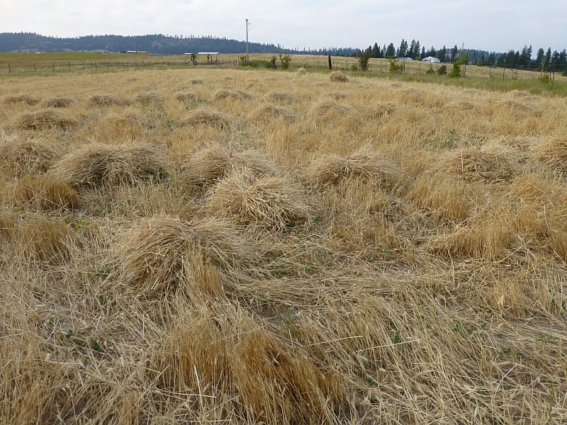 Rural Revolution Harvesting wheat by hand