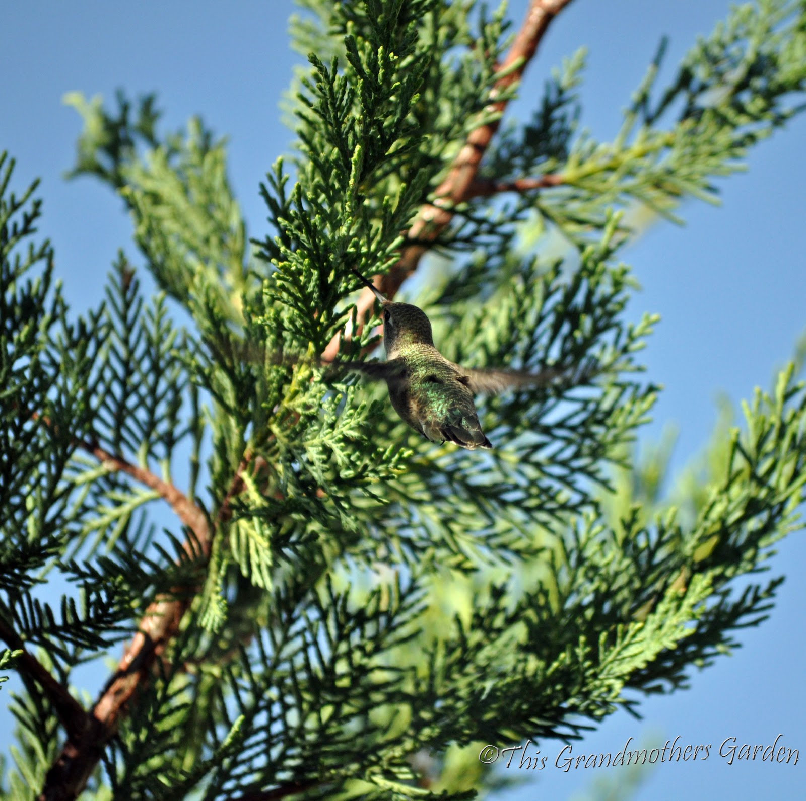 This Grandmother's Garden Where Hummingbirds Gather