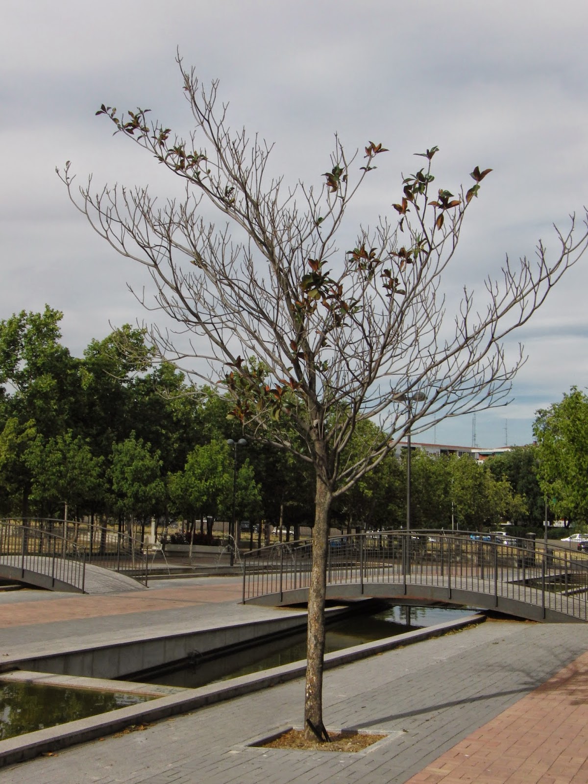 El observador de la Jardinería Urbana: ¿Por qué se riegan tan poco las