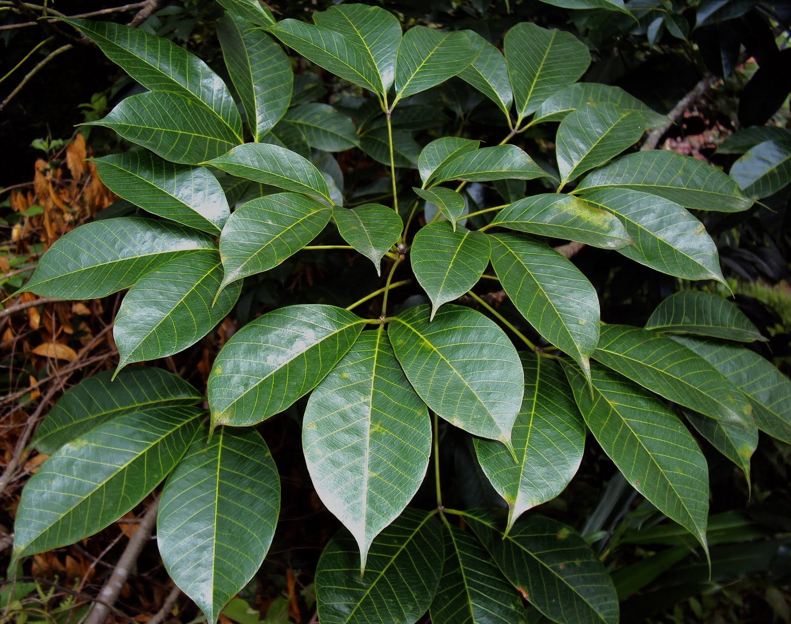 Following the Dreams... More about Rubber