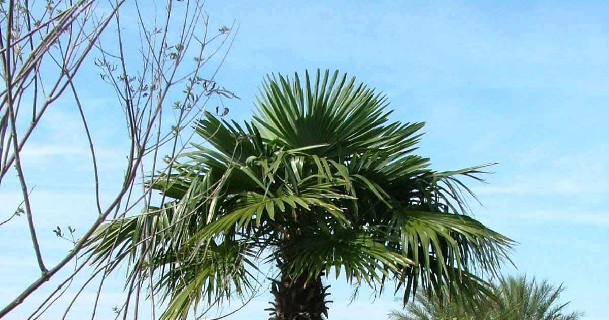 Cold Hardy Palm Trees species and the regions where they grow