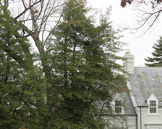 holly tree, January 12, 2016, 11:57:44 AM