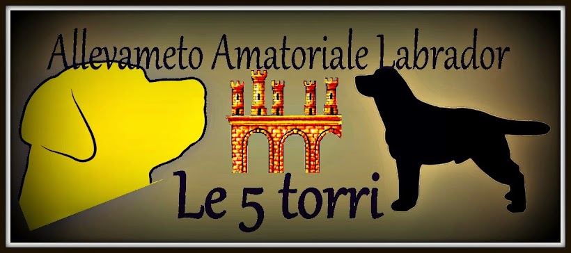 Allevamento Labrador Retriever Cuccioli Di Labrador In Vendita