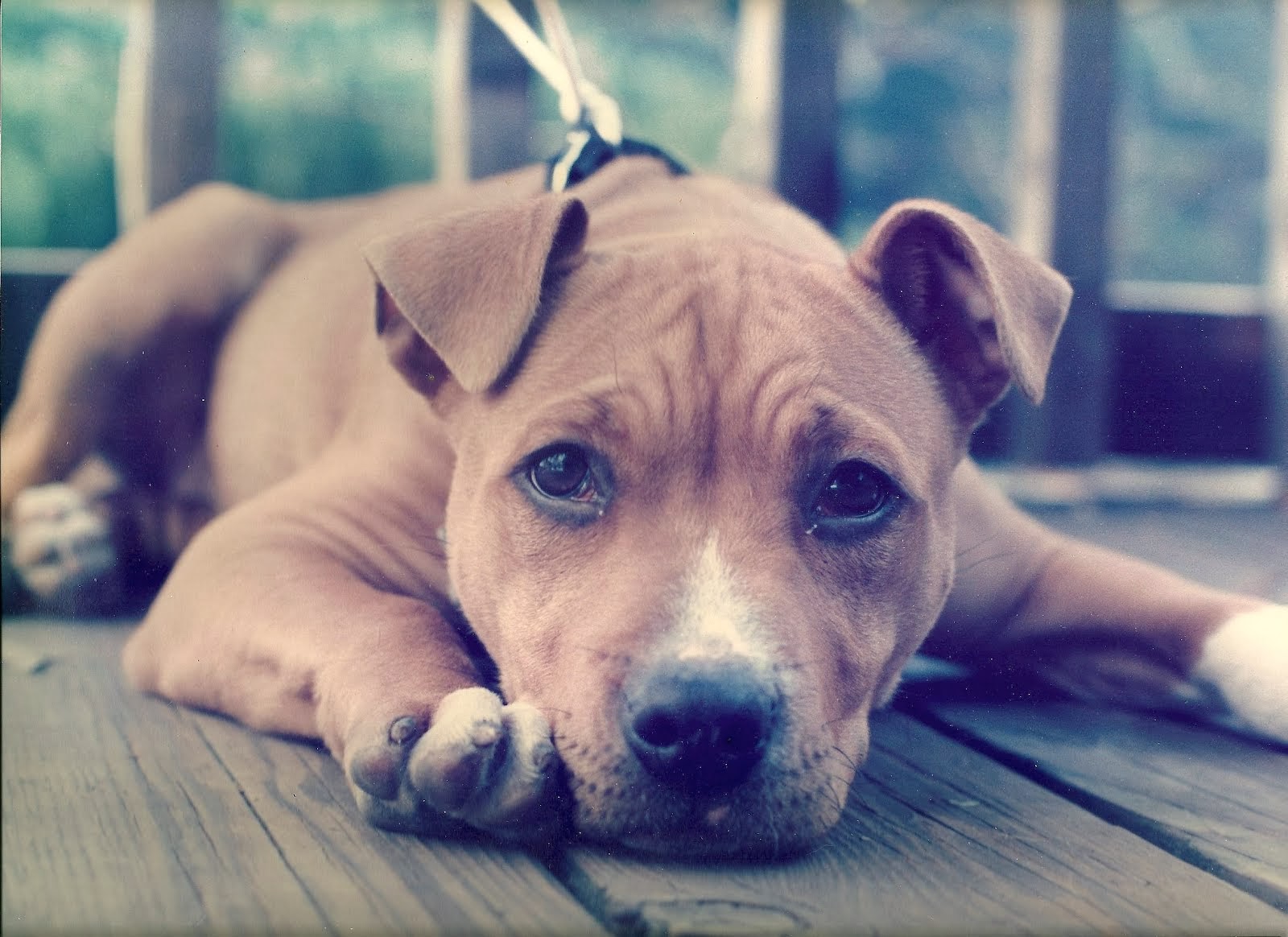 Chessie as a Puppy in Oakland, 1985