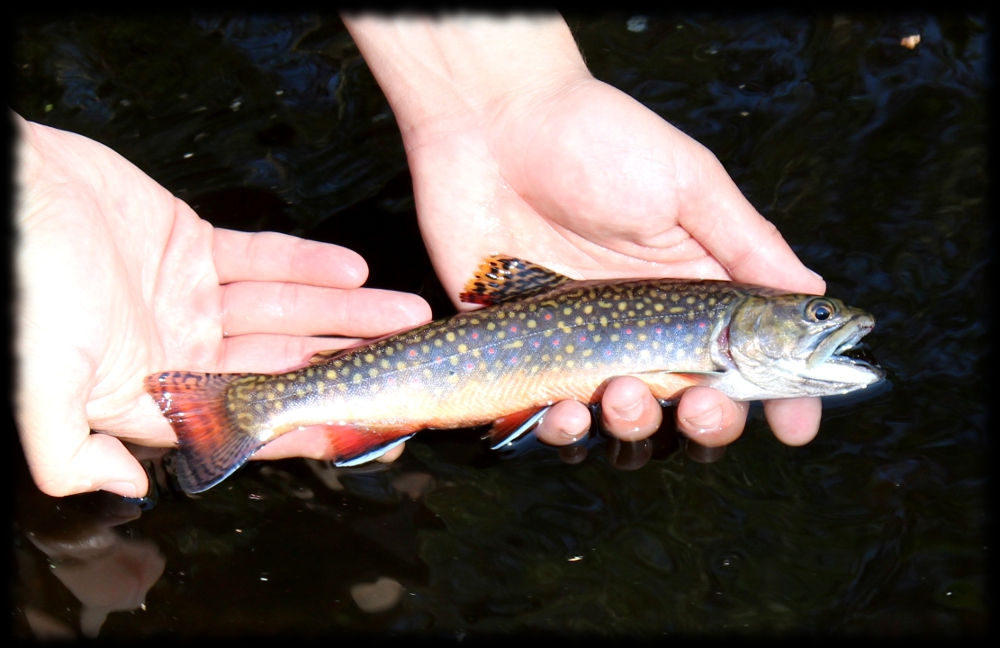 Illinois Wisconsin Fishing wisconsin's northwoods brook trout streams