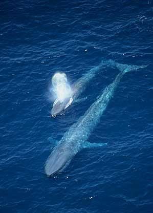 Blue Whale | The Life of Animals
