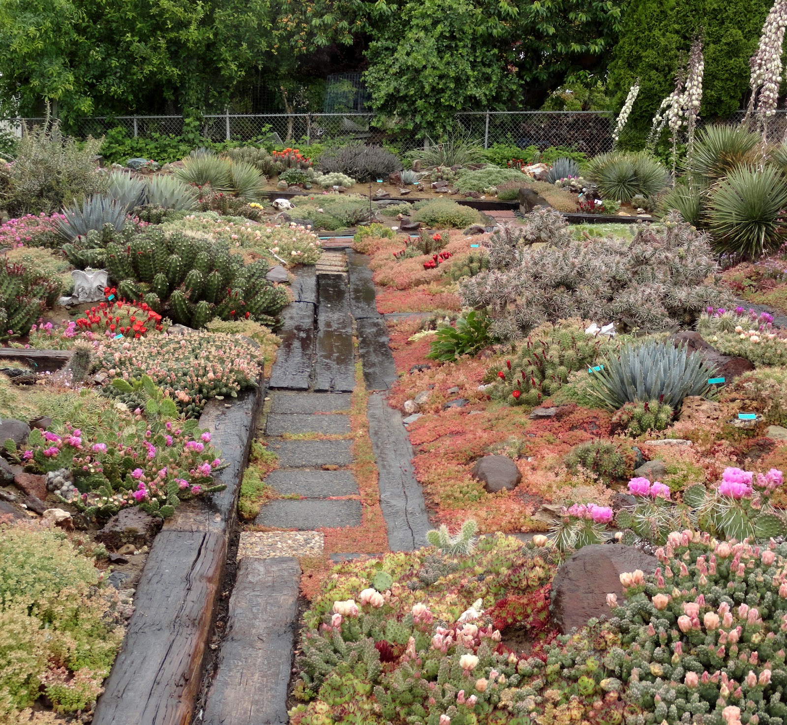 danger garden: Hillside Desert Botanical Gardens