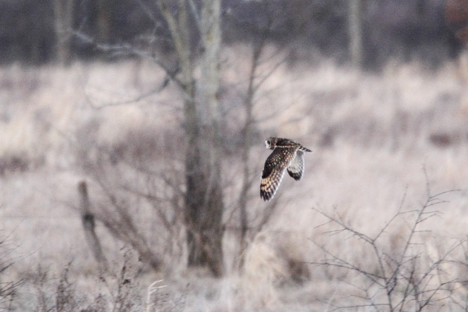 Saratoga woods and waterways Brrrding the Ft. Edward Grasslands