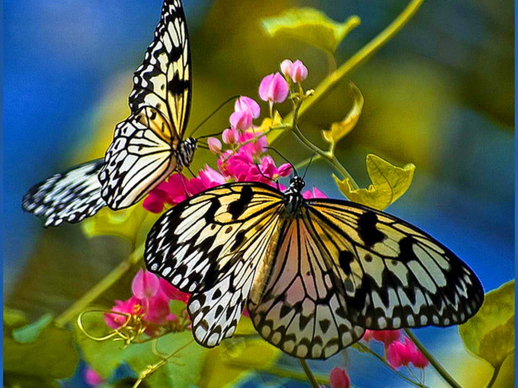 Beautiful Black And White Butterfly Photo Beautiful Black And White Butterfly Photo