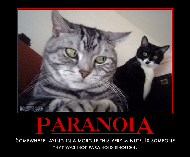 paranoid-cat.jpg