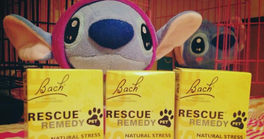 Rescue Remedy For Cats Gnc Rescue Remedy For Cats Gnc