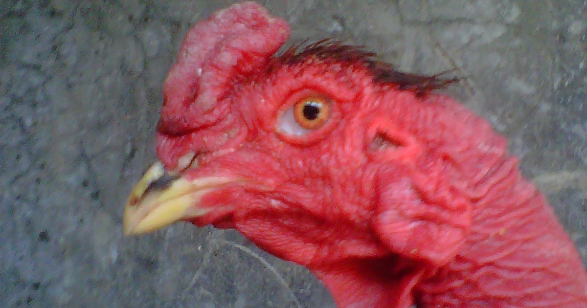 jual ayam bangkok murah dan berkualitas sb 028 saigon jual ayam bangkok murah dan berkualitas sb 028 saigon