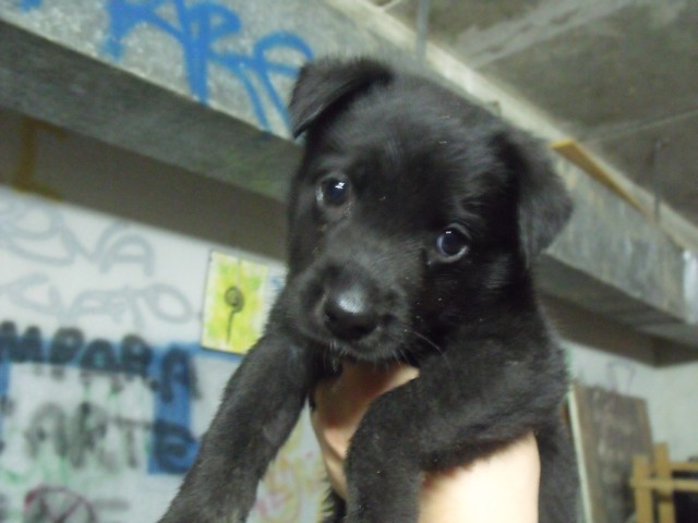 Adotta Un Cane A Siracusa Adottata Cucciola Di 1 Mese E Mezzo