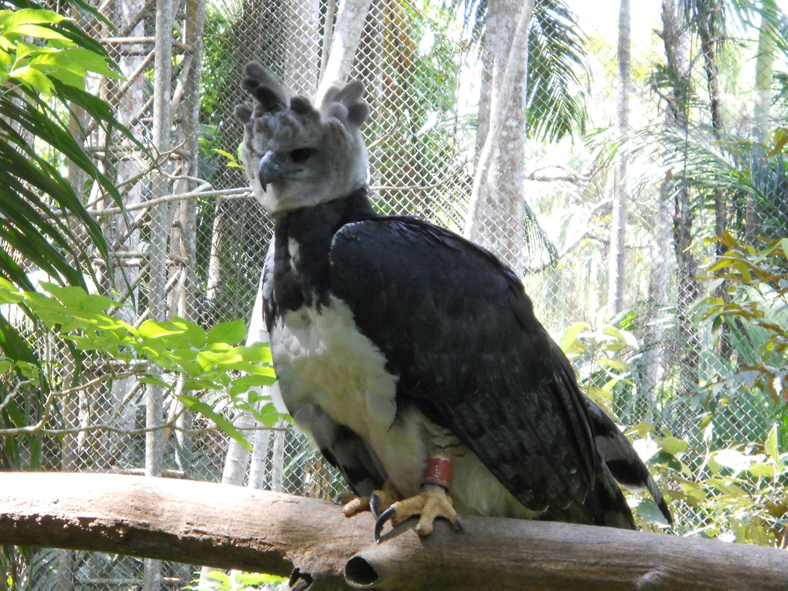 Harpy Eagle Nest Bed and Breakfast: Gamboa