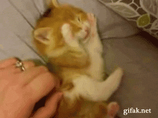 010-cat-gifs-078-cute-kitten.gif