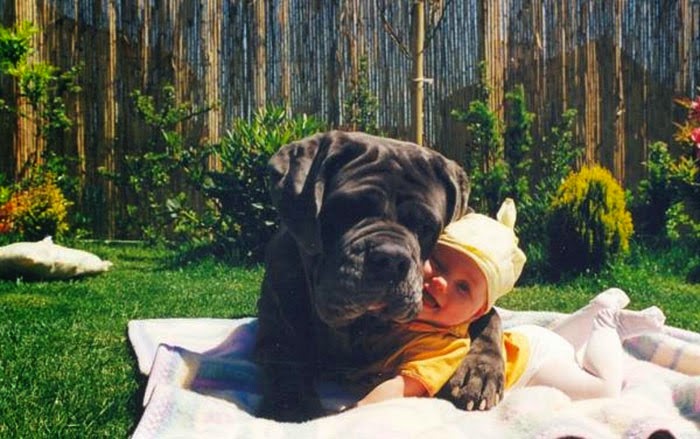 22 Little Kids And Their Big Dogs 22 Little Kids And Their Big Dogs