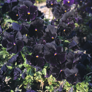 Black Flower