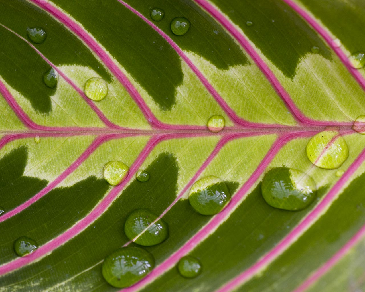 Green And Pink | shrimp glitz happy pink green thursday Green And Pink | shrimp glitz happy pink green thursday