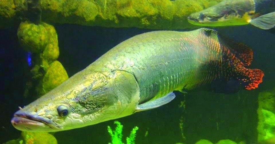 Las Farolas A Living Museum of Ornamental Freshwater Fishes Wazzup