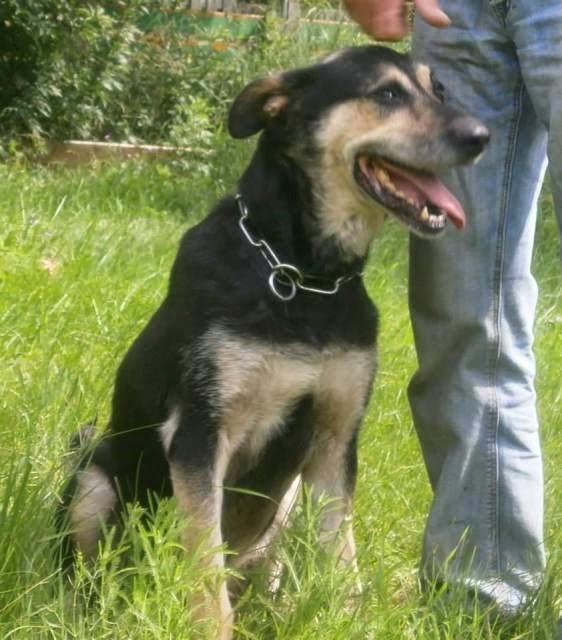Lebensretter für Hunde aus Tötungsstation gesucht! Auf Pflegeplatz