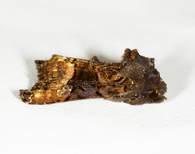 Small Angle Shades Euplexia lucipara